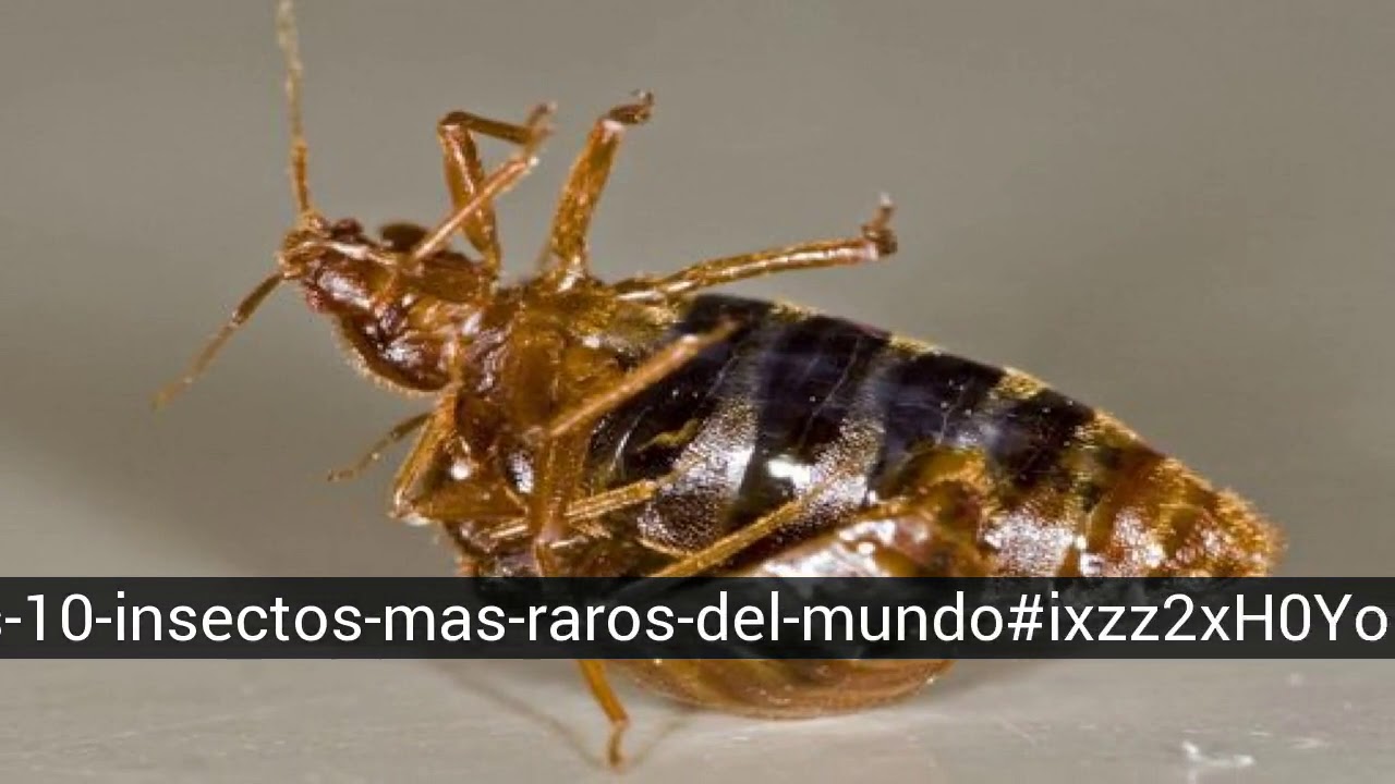 The 10 rarest insects in the world - YouTube