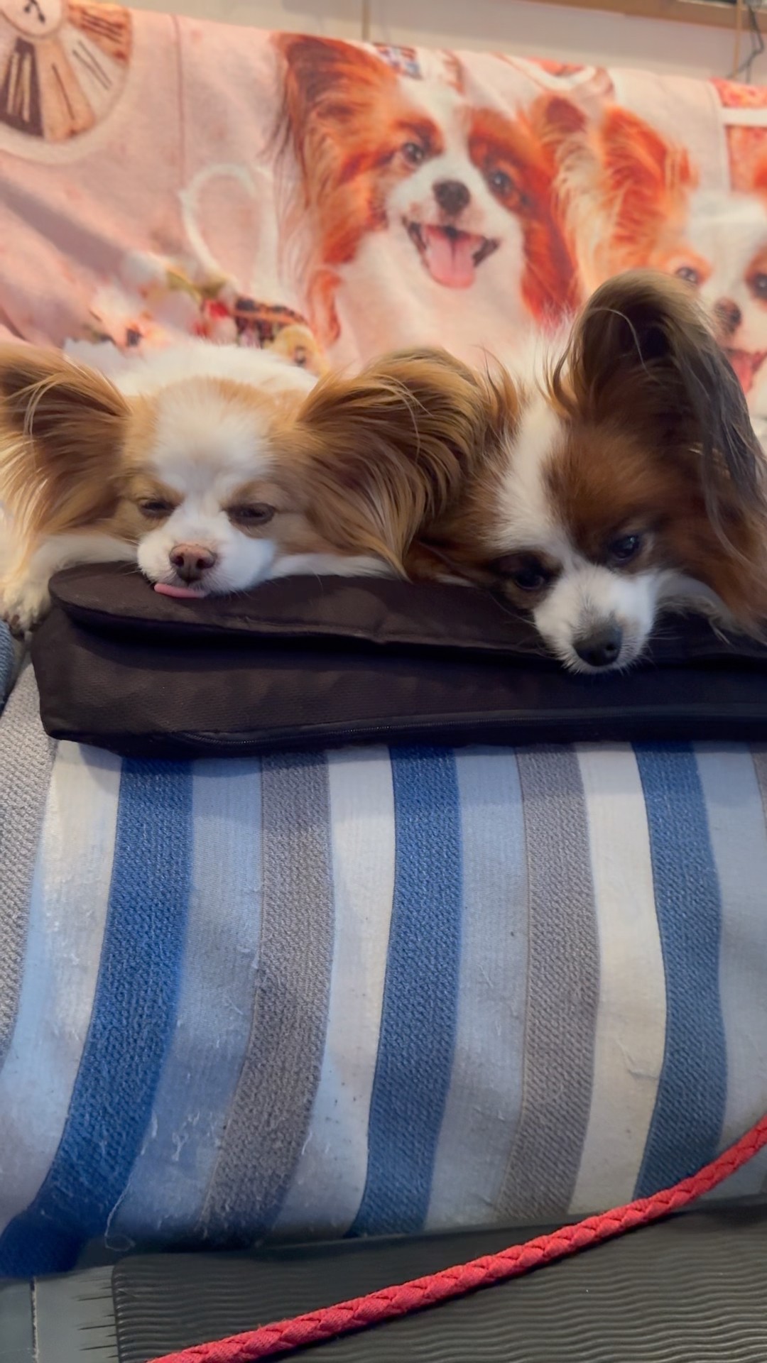 A　記念日　パピヨン After a long walk, we took a nap together 💤 #shorts - YouTube