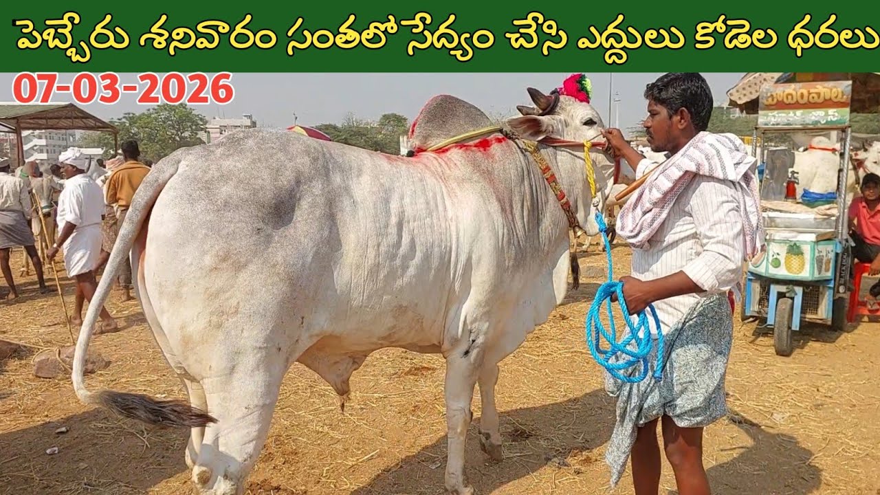 పెబ్బేరు సంతలో సేద్యం చేసే ఎద్దులు కోడెల ధరలు | Pebbair Saturday Bull market | 7-03-2026 @purnafarms