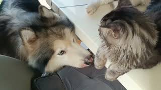 Malamute vs Mainecoon(s!) by Inspire At Random 10 views 3 months ago 5 minutes, 47 seconds