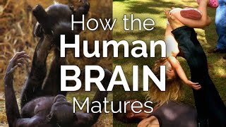 CARTA: The Science Behind the Gradual Human Brain Maturation
