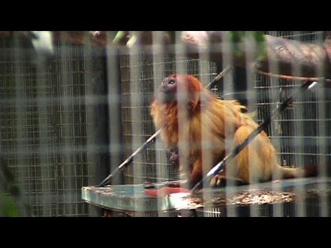 Baby Golden Lion Tamarin