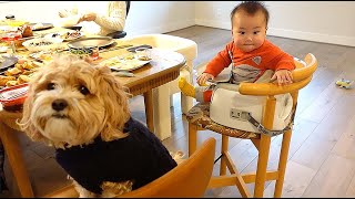 Dog & Baby Just Make Family Gathering Better