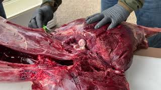 Deer processing part 1