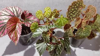 видео: Бегонии Кейн обзор. Часть 2. картинка: Бегонии Кейн обзор. Часть 2.