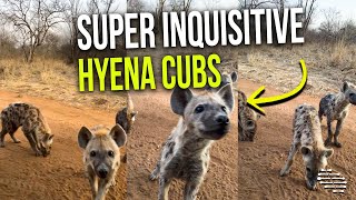 Super Inquisitive Hyena Cubs Approaches Cameraman While He Sits in a Hyena Den