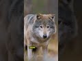 Wolves The Ultimate Pack Animals #wolves #wolfpack Mp3 Song