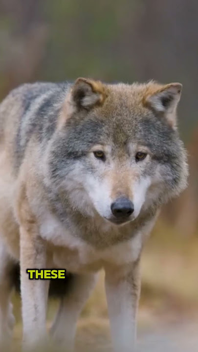 Wolves The Ultimate Pack Animals #wolves #wolfpack