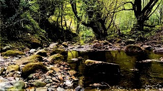 Nature’s Harmony: River and Birds for Meditation and Relaxation | river echoes