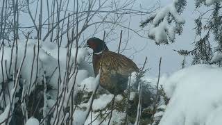 Male pheasant on a hedgerow (Finland)
