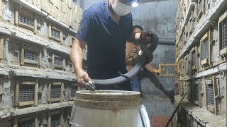Closeup of the process of harvesting commercial cobra meat for export  Cobra farming techniques