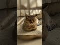 庭に住みついた野良猫に湯たんぽ配達した結果‥笑 #shorts