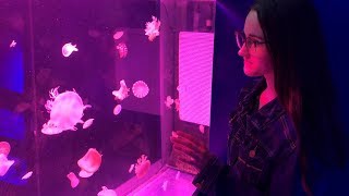 Jellyfish/ Медузы по всюду. VLOG