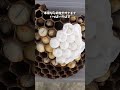 スズメバチの天敵をヒヨコにあげてみた！ #スズメバチ #ヒヨコ #寄生蛾