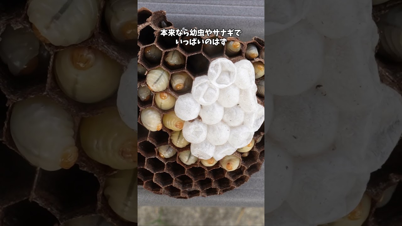 スズメバチの天敵をヒヨコにあげてみた！ #スズメバチ #ヒヨコ #寄生蛾
