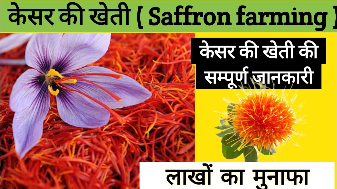 केसर की खेती , How to cultivate saffron , kesar ki kheti kaise kare