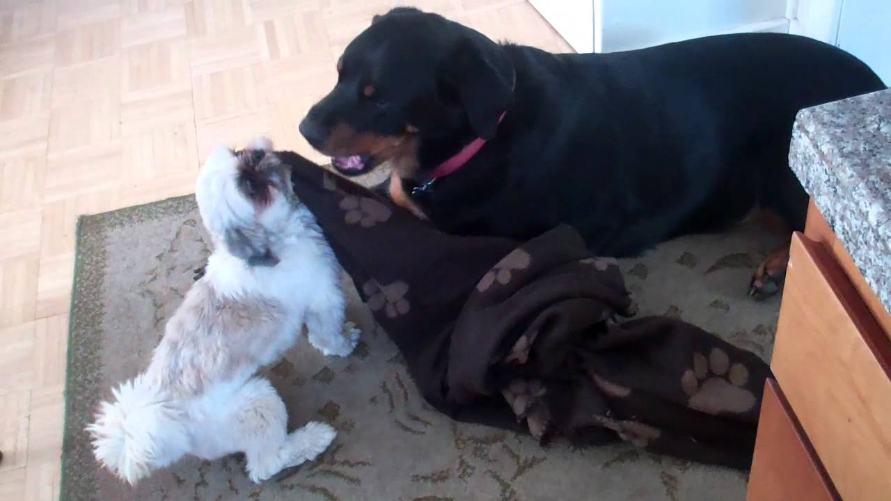 Shih Tzu Puppy Loves His Rottweiler YouTube