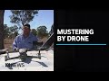 Drones offer safer more efficient way to muster cattle  abc news