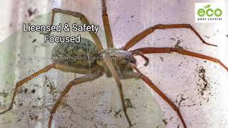 Eco-Friendly Spider Control in Adelaide | Safe, Low-Toxicity Spider Treatments