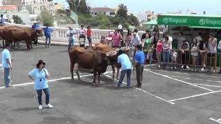 ARRASTRE DE GANADO EN FIRGAS
