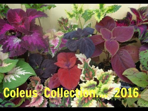 ვიდეო: Coleus Blume (25 ფოტო): აღწერა Coleus 