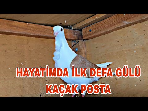 HAYATİMDA İLK DEFA GÜLÜ KAÇAK POSTA YAKALANDIM 