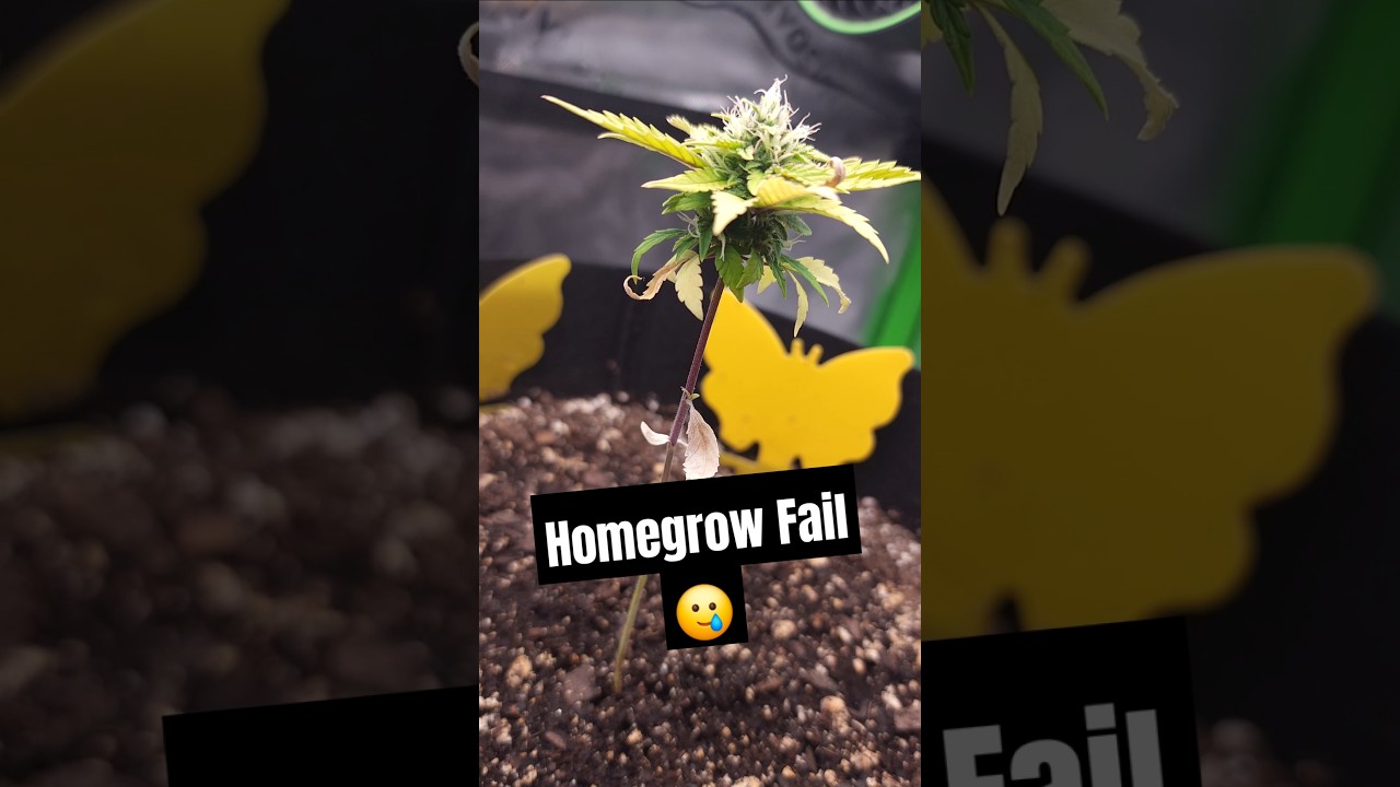 I'M EXPOSING My Cannabis Grow Tent Failures!