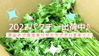 Shipping cilantro in 2022♪/#VegArtsToday - YouTube