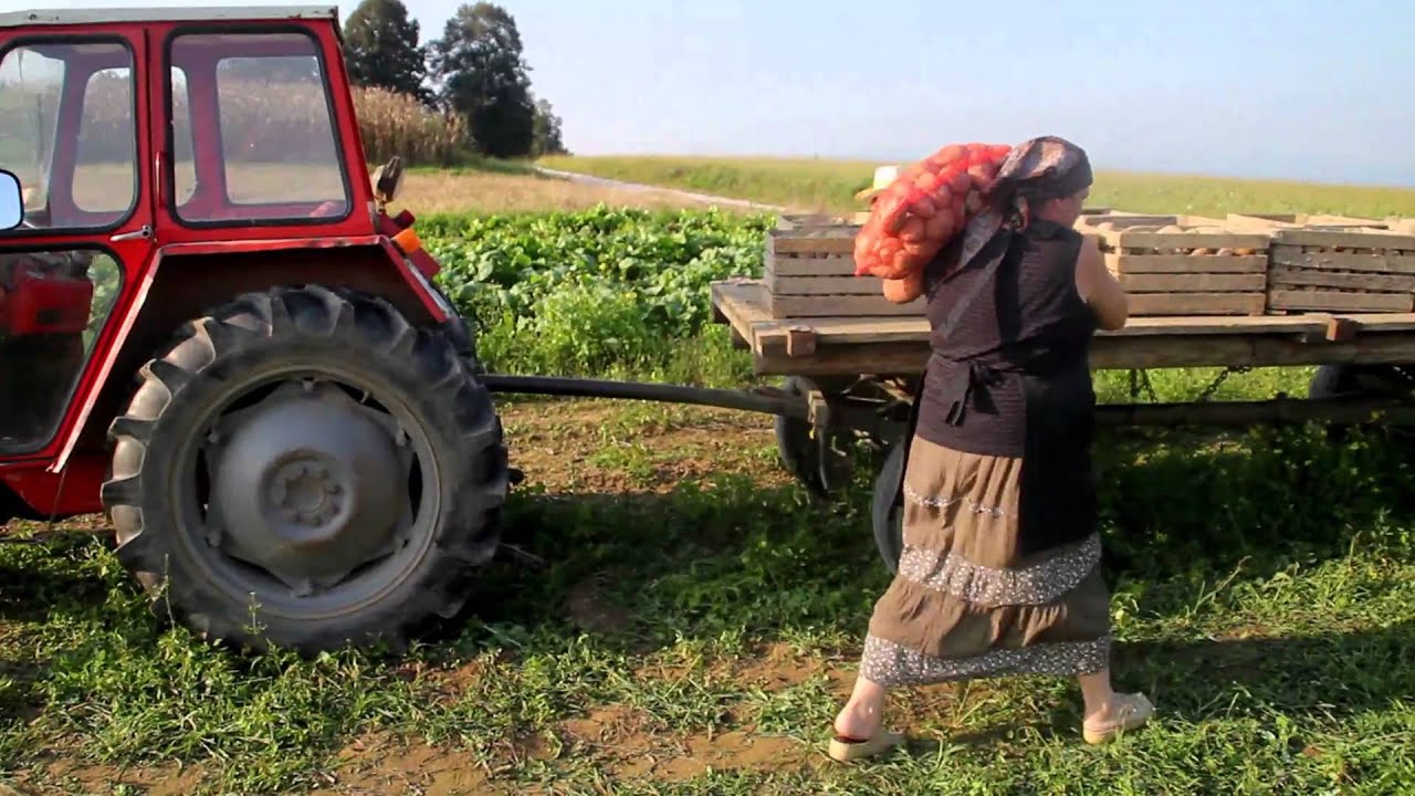 Prigode kmeta Pajota - Koloradski hrošč (odlomki)