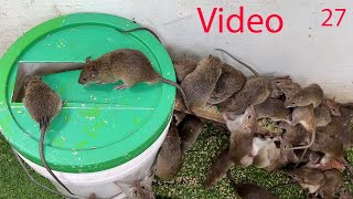 Mouse trap with paint bucket \ The world&#39;s best home mouse trap \ Mouse trap Video