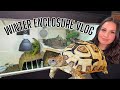 Leopard tortoise indoor enclosure basics