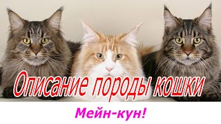 Мейн-кун описание породы кошки!