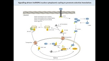 The RNA binding protein, hnRNPA1, and the regulation of apoptosis by FGF2