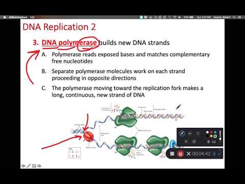 BIOL 214 DNA Replication (Ch 4 Part 1) - YouTube