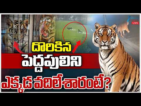 LIVE: Operation Tiger Hunt Grand Success in Rajahmundry | దొరికిన పెద్దపులిని ఎక్కడ వదిలేశారంటే? - ZEE24TELUGUNEWS
