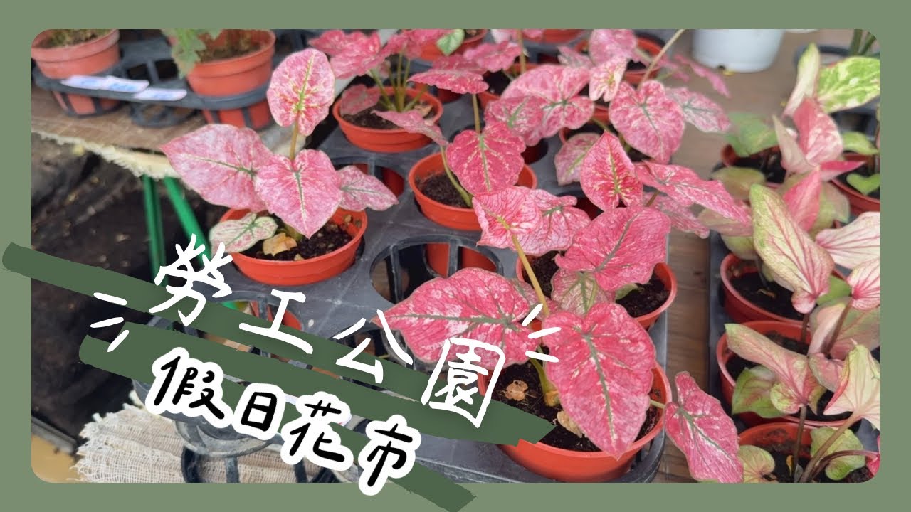 ［Taiwan Plant Market］高雄前鎮｜勞工公園假日花市