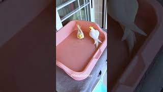 Emerald & Poly's Bath Time Fun | Cockatiel Bliss 🛁 #cockatielscraze Net Worth