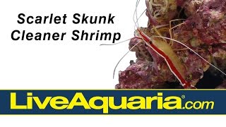 Scarlet Skunk Cleaner Shrimp (Lysmata amboinensis) | LiveAquaria.com by Drs. Foster and Smith Pet Supplies 786 views 8 years ago 16 seconds