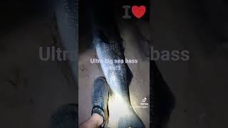 monster sea bass , Robalo , labraxx