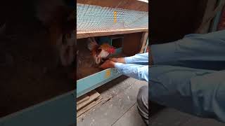 cara mengkawin dodok Serama asli