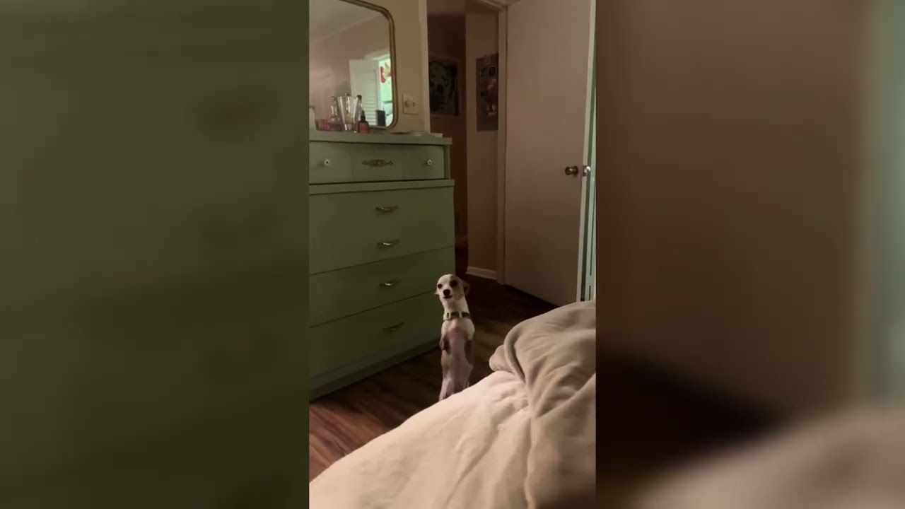 Двуногая собака приветствует хозяина - 1758485