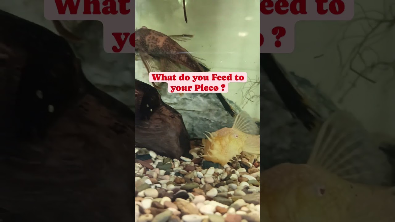 What do you feed to your Pleco?  