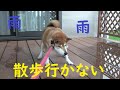 雨の日は散歩行かないの！！