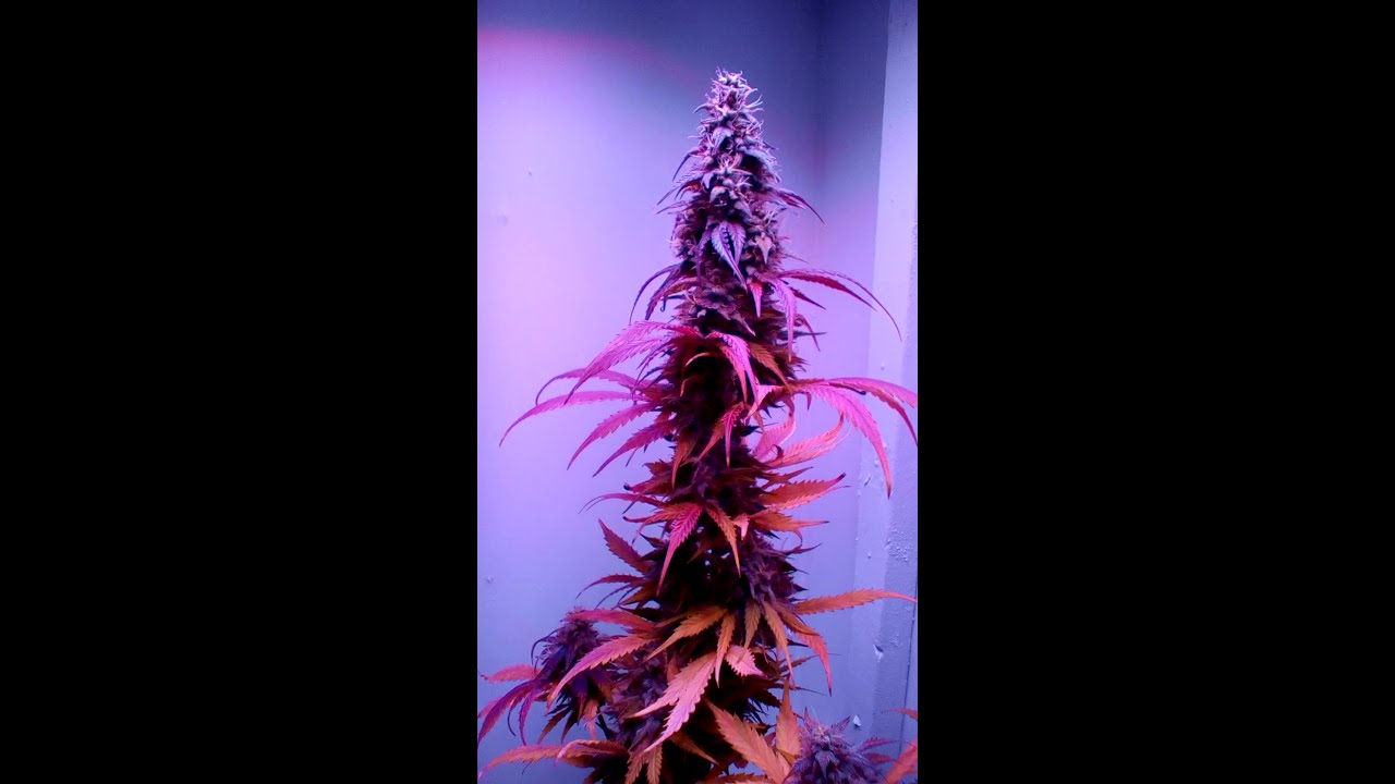 Viparspectra 300 - Autoflowers - Day 68