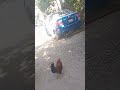 la escuela nunca me gustó #automobile #coejomalo45 #humor #gallos