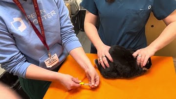 Rabbit subcutaneous injection