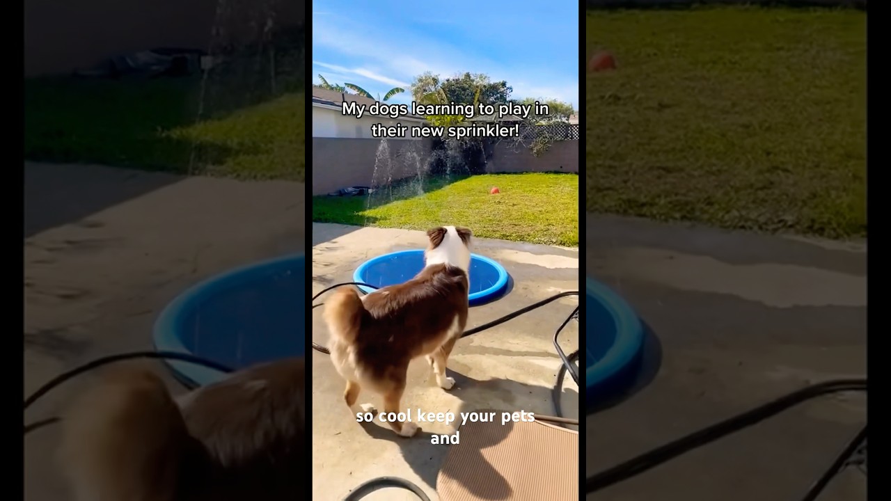 Interactive Summer pet toys Splash Sprinkler Pad  