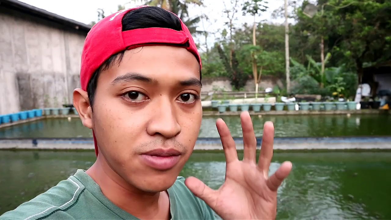 kasih makan ikan lele, ikan nila, ikan gurami 