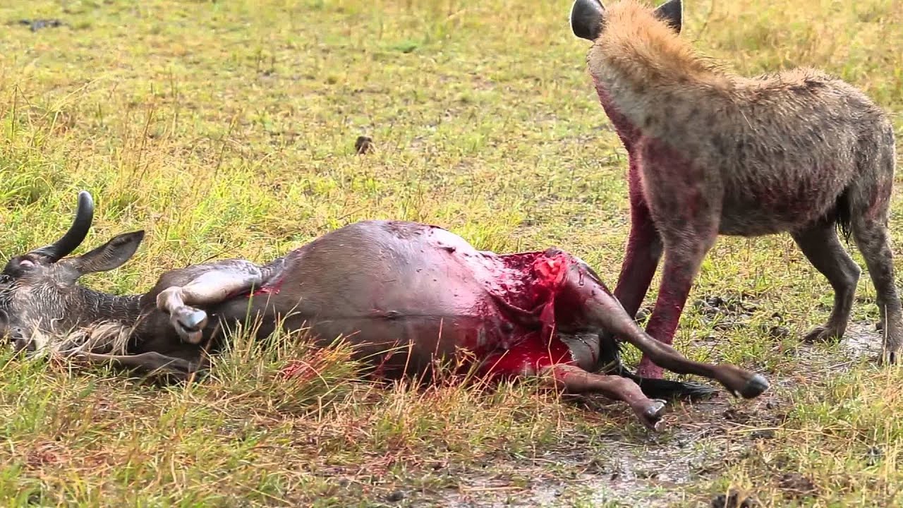 Download Hyena Eats Antelope Alive Brutal Kill