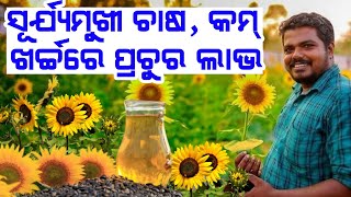 Sun Flower Farming With Low Investment Heavy Income Full Details In Odia All Plans Process Explained
